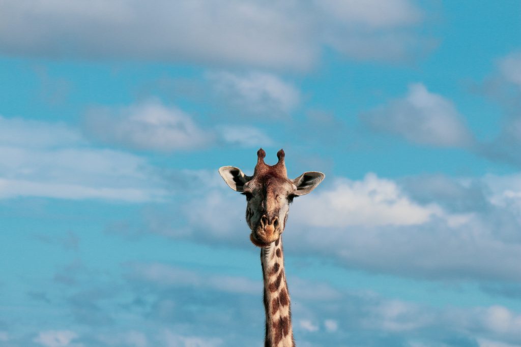 Grow Boldly, Act Wisely, Impact Deeply: A Strategic Approach to Lasting Success
